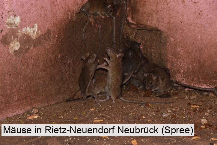 Mäuse in Rietz-Neuendorf Neubrück (Spree)